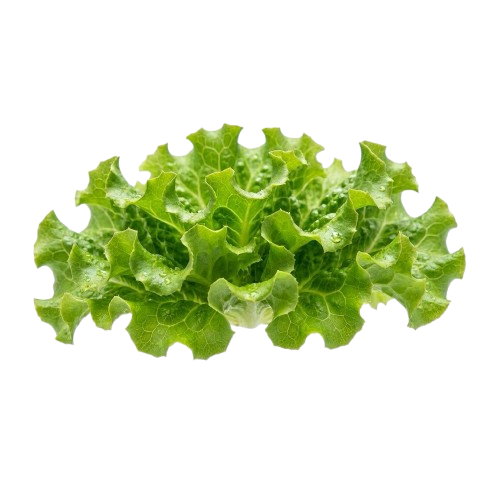 Lechuga Fresca
